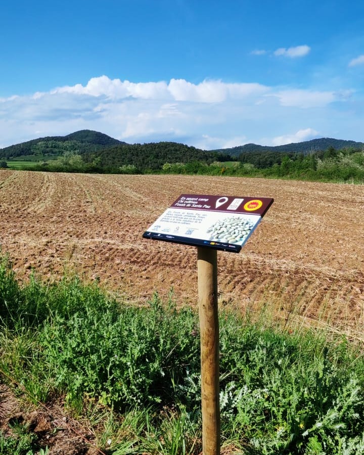 Senyal de la ruta al marge d'un camp de cultiu de fesols